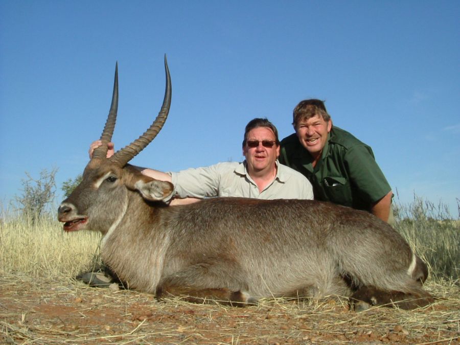 Blue Wildebeest hunting Namibia